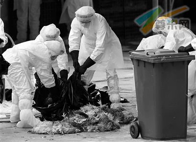 21日，港府渔农自然护理署人员在屠宰家禽。迪文 摄 