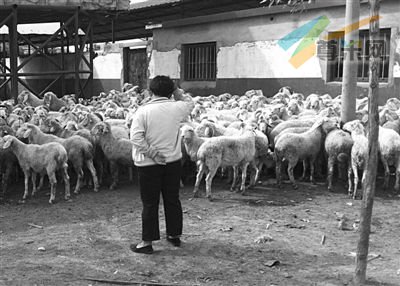9月29日，山东利津县盐窝镇，养殖户赶了一批羊等待检测。本报记者 杨杰 摄