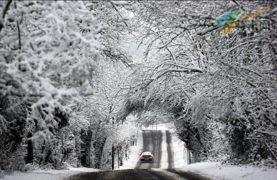 2月5日，英国肯特郡路边的树木上都覆盖了一层厚厚的积雪。