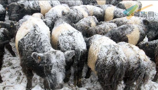 2月5日，大雪袭击英国德比郡的巴克斯顿，气温骤降，牛挤在一起相互取暖。