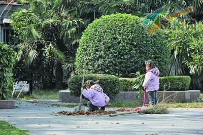 网友拍下一对三岁的双胞胎小姐妹在寒冷天气下清扫落叶。网友供图