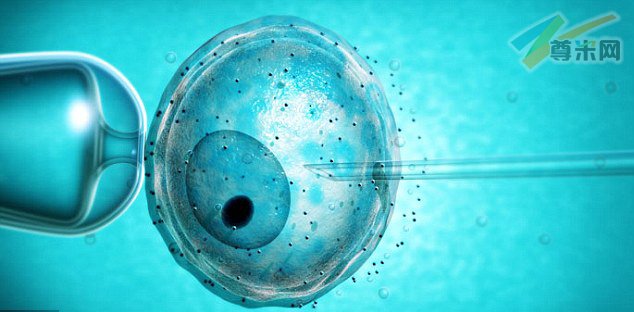 精子正在被注射到卵细胞中