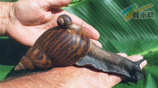 这种蜗牛能长到25.4厘米
